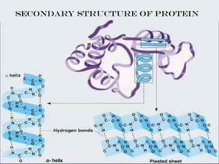 SECONDARY STRUCTURE OF PROTEIN
α- helix
 