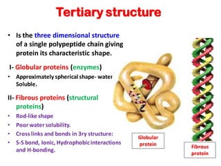 Tertiary structure
• Is the three dimensional structure
of a single polypeptide chain giving
protein its characteristic shape.
I- Globular proteins (enzymes)
• Approximately spherical shape- water
Soluble.
II- Fibrous proteins (structural
proteins)
• Rod-like shape
• Poor water solubility.
• Cross links and bonds in 3ry structure:
• S-S bond, Ionic, Hydrophobicinteractions
and H-bonding.
Fibrous
protein
Globular
protein
 