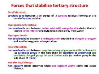 Disulfide bonds:
covalent bond between 2 SH groups of 2 cysteine residues forming an S~S
bond of cystine residue.
Hydrophobicinteraction:
non covalent bonds between amino acids with non-polar side chains that are
locatedin the interior of polytpeptide chain away from water.
Hydrogenbonds:
non covalent bond between a hydrogen atom attached to nitrogen or oxygen
and another oxygen or nitrogenatom.
Ionic interaction:
non covalent bonds between negatively charged groups in acidic amino acids
(as carboxilic group in the side chain of aspartate or glutamate) and
positively charged groups in basic amino acids (as amino group in the
side chain of lysine)
Van der Waal’s forces:
non covalent bonds occurring when two adjacent atoms come into closer
distance.
Forces that stabilize tertiary structure
 