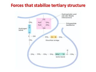 Forces that stabilize tertiary structure
 
