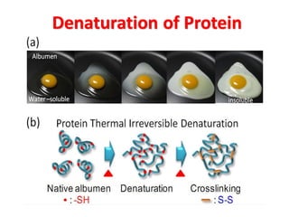 Denaturation of Protein
 
