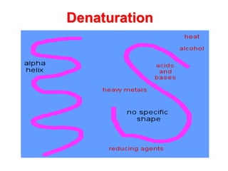 Denaturation
 
