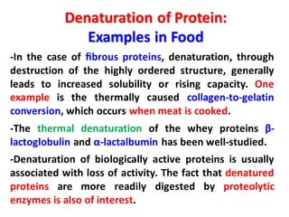 -In the case of ﬁbrous proteins, denaturation, through
destruction of the highly ordered structure, generally
leads to increased solubility or rising capacity. One
example is the thermally caused collagen-to-gelatin
conversion, which occurs when meat is cooked.
-The thermal denaturation of the whey proteins β-
lactoglobulin and α-lactalbumin has been well-studied.
-Denaturation of biologically active proteins is usually
associated with loss of activity. The fact that denatured
proteins are more readily digested by proteolytic
enzymes is also of interest.
Denaturation of Protein:
Examples in Food
 