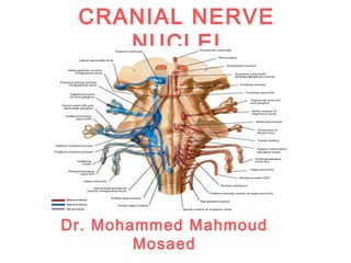 CRANIAL NERVE
NUCLEI
Dr. Mohammed Mahmoud
Mosaed
 