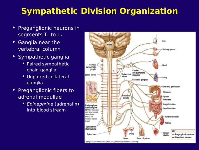 4.nervous system part 2