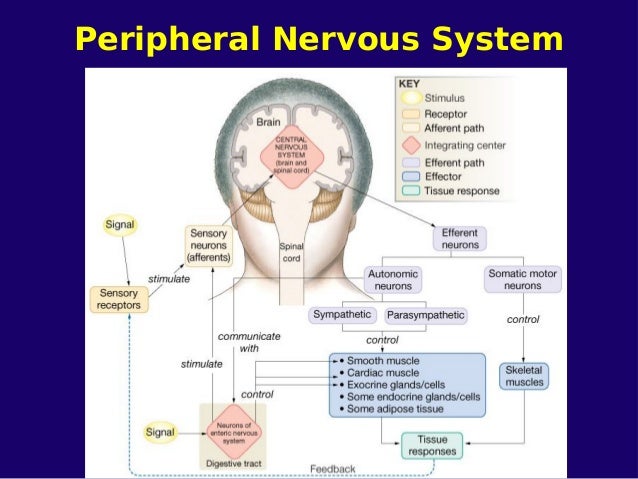 4.nervous system part 2