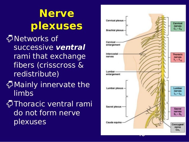 4.nervous system part 2