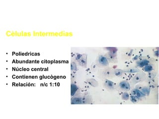 Cèlulas Intermedias
• Poliedricas
• Abundante citoplasma
• Núcleo central
• Contienen glucògeno
• Relación: n/c 1:10
 