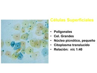 Células Superficiales
• Poligonales
• Cel. Grandes
• Núcleo picnótico, pequeño
• Citoplasma translucido
• Relación: n/c 1:...