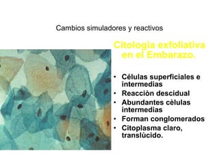 Cambios simuladores y reactivos
Citologìa exfoliativa
en el Embarazo.
• Células superficiales e
intermedias
• Reacciòn des...