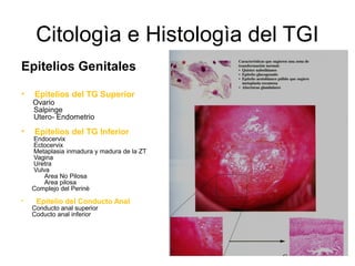 Citologìa e Histologìa del TGI
Epitelios Genitales
• Epitelios del TG Superior
Ovario
Salpinge
Utero- Endometrio
• Epiteli...