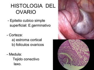 HISTOLOGIA DEL
OVARIO
- Epitelio cubico simple
superficial: E.germinativo
- Corteza:
a) estroma cortical
b) foliculos ovar...