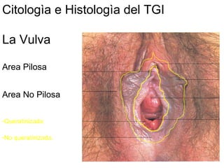 Citologìa e Histologìa del TGI
La Vulva
Area Pilosa
Area No Pilosa
-Queratinizada
-No queratinizada.
 