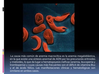 La causa más común de anemia macrocítica es la anemia megaloblástica,
en la que existe una síntesis anormal de ADN por los precursores eritroides
y mieloides, lo que da lugar a hematopoyesis ineficaz (anemia, leucopenia y
trombopenia) y cuyas causas más frecuentes son el déficit de vitamina B12
y el de ácido fólico. Las manifestaciones clínicas y hematológicas son
similares en ambos casos.
 
