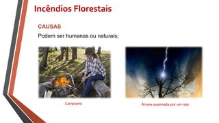 CAUSAS
Podem ser humanas ou naturais;
Campismo
Incêndios Florestais
Árvore queimada por um raio
 