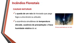 CAUSAS NATURAIS
a queda de um raio de trovoada que pega
fogo a uma árvore ou arbusto;
a ocorrência simultânea de temperatura
elevada, ausência de precipitação e fraca
humidade relativa do ar.
Incêndios Florestais
Árvore queimada por um raio
 
