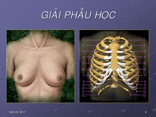 6April 25, 2017
GIAÛI PHAÃU HOÏC
 