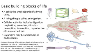 4.1 diversity of cells UEC Senior 1 Biology 独中高一生物 | PPTX