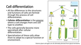 4.1 diversity of cells UEC Senior 1 Biology 独中高一生物 | PPTX