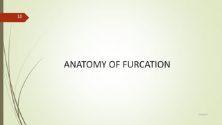 ANATOMY OF FURCATION
10
5/28/2017
 