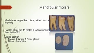 Mandibular molars
Mesial root larger than distal, wider bucco-
lingually
Root trunk of the 1st molar often shorter
than that of 2nd
Cross-section
Mesial larger & “hour glass”
Distal  circular
13
5/28/2017
 