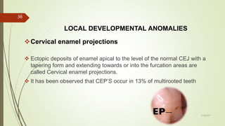 LOCAL DEVELOPMENTAL ANOMALIES
Cervical enamel projections
 Ectopic deposits of enamel apical to the level of the normal CEJ with a
tapering form and extending towards or into the furcation areas are
called Cervical enamel projections.
 It has been observed that CEP’S occur in 13% of multirooted teeth
36
5/28/2017
 