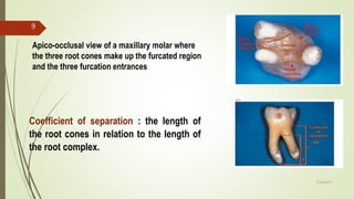 Apico-occlusal view of a maxillary molar where
the three root cones make up the furcated region
and the three furcation entrances
Coefficient of separation : the length of
the root cones in relation to the length of
the root complex.
9
5/28/2017
 