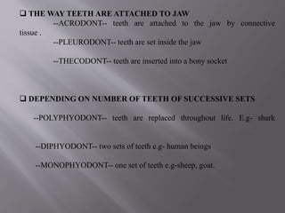 development of dentition and occlusion | PPTX