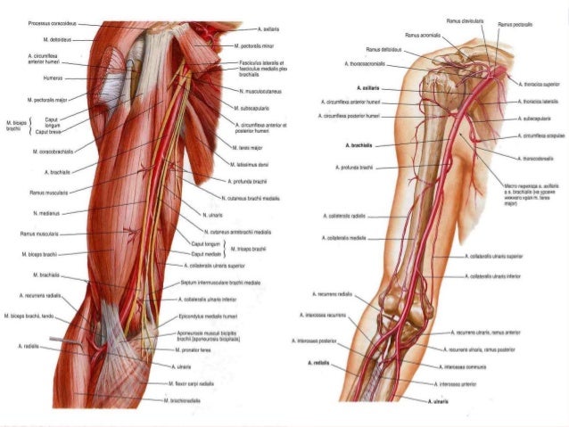 Blood supply & innervation of upper limb