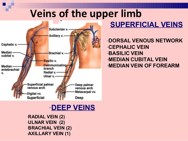Blood supply & innervation of upper limb