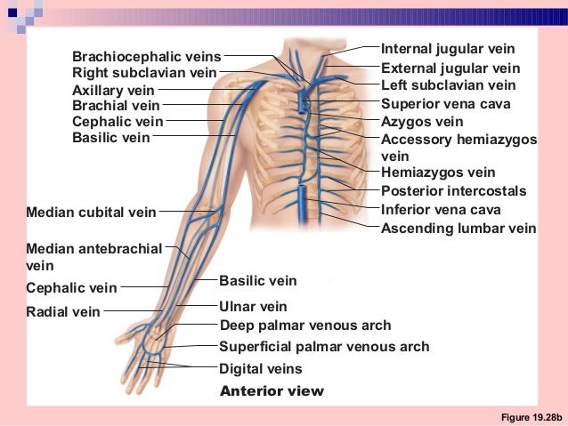 Blood Supply Innervation Of Upper Limb
