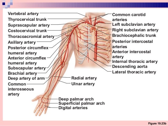 Blood supply & innervation of upper limb