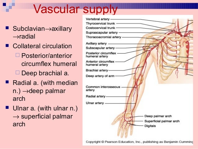 Arteries Of Upper Limb Flow Chart