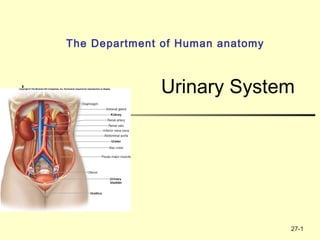 27-1
The Department of Human anatomy
Urinary System
 