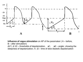 Pacemaker Depolarisation External manifestations of cardiac activity. Regulation of heart work | PPT