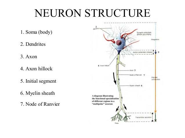 axon soma dendrite axon hillock axon soma dendrite axon hillock