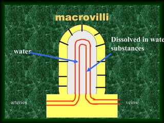macrovilli
water
Dissolved in wate
substances
arteries veins
 