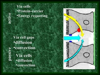 Via cells
•Protein-carrier
•Energy requering
activepassive
Via cells
•diffusion
•convection
Via cell gaps
•diffusion
•convection
 