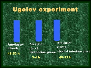 Ugolev experiment
Amylase+
starch
Amylase+
starch
+intestine piece
Amylase+
starch
+boiled intestine piece
48-52 h
48-52 h3-4 h
 