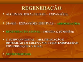 REGENERAÇÃOREGENERAÇÃO
 ALGUMAS HORAS DEPOIS – EXPANSÕES;ALGUMAS HORAS DEPOIS – EXPANSÕES;
 24-48H – EXPANSÕES EFETIVAS –24-48H – EXPANSÕES EFETIVAS – ARBORIZAÇÕES;ARBORIZAÇÕES;
 REGENERAÇÃO AXONAL –REGENERAÇÃO AXONAL – 1MM/DIA (2,5CM/MÊS);1MM/DIA (2,5CM/MÊS);
 C. SCHWANN DISTAL – MULTIPLICAÇÃO EC. SCHWANN DISTAL – MULTIPLICAÇÃO E
DISPOSIÇÃO EM COLUNA NOS TUBOS ENDONEURAISDISPOSIÇÃO EM COLUNA NOS TUBOS ENDONEURAIS
COM PROJEÇÕES P/ FORA;COM PROJEÇÕES P/ FORA;
 NEUROTROPISMONEUROTROPISMO
 
