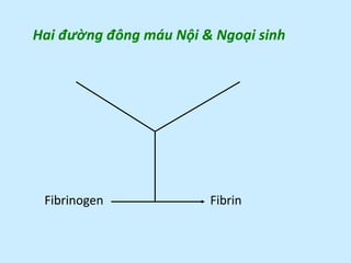 Hai đường đông máu Nội & Ngoại sinh
Fibrinogen Fibrin
 