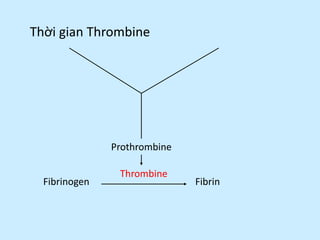 Thời gian Thrombine
Thrombine
Fibrinogen Fibrin
Prothrombine
 