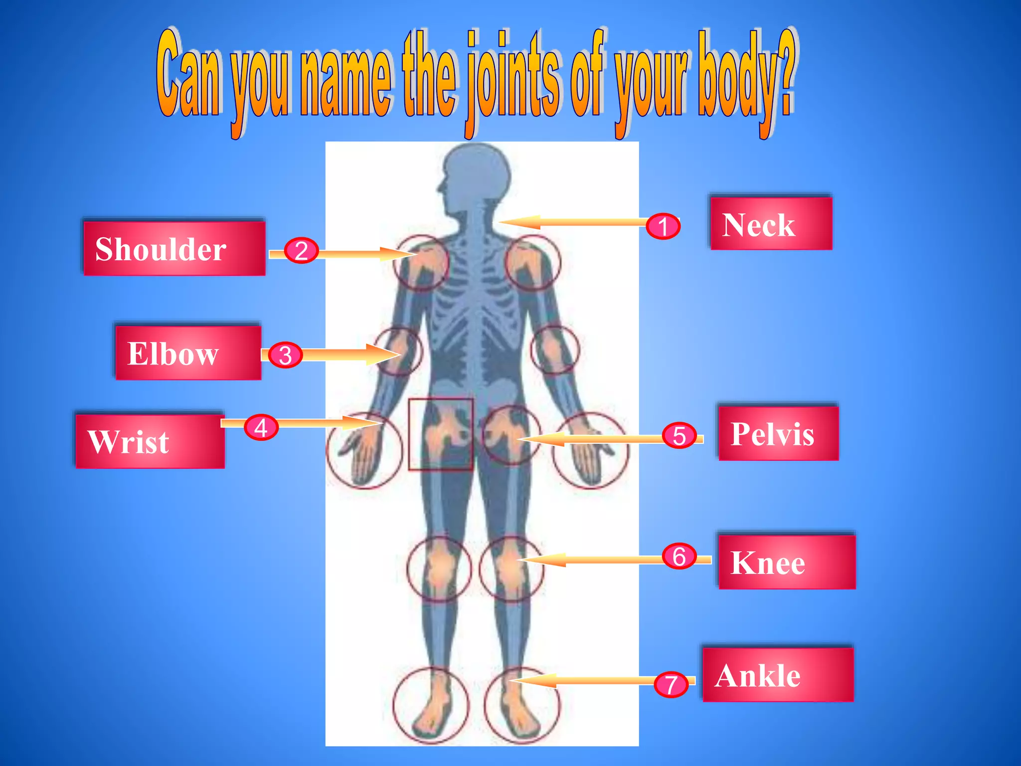 Shoulder
Elbow
Wrist
Ankle
Knee
Pelvis
Neck1
2
3
4 5
6
7
 