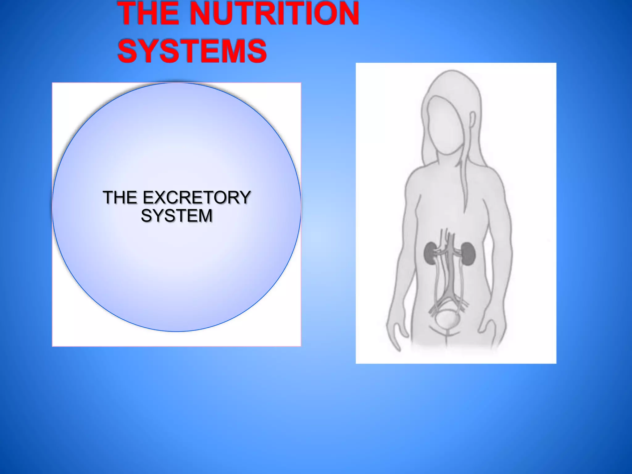 THE EXCRETORY
SYSTEM
 