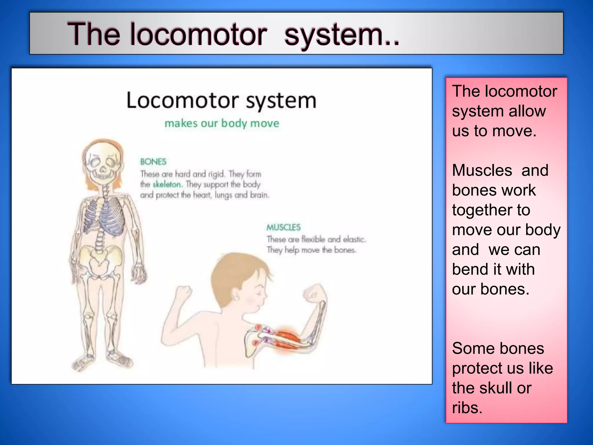 The locomotor
system allow
us to move.
Muscles and
bones work
together to
move our body
and we can
bend it with
our bones.
Some bones
protect us like
the skull or
ribs.
 