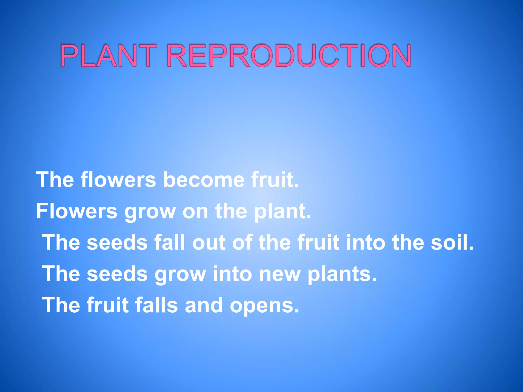 The flowers become fruit.
Flowers grow on the plant.
The seeds fall out of the fruit into the soil.
The seeds grow into new plants.
The fruit falls and opens.
 