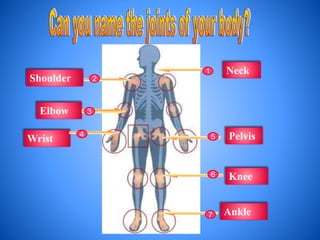 Shoulder
Elbow
Wrist
Ankle
Knee
Pelvis
Neck1
2
3
4 5
6
7
 