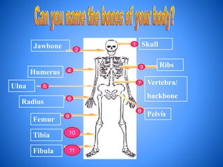 Jawbone
Humerus
Ulna
Radius
Tibia
Femur
Ribs
Pelvis
Skull
Vertebra/
backbone
Fibula
1
2
3
4
5
6
7
8
9
10
11
 