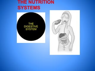 THE
DIGESTIVE
SYSTEM
 