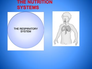 THE RESPIRATORY
SYSTEM
 